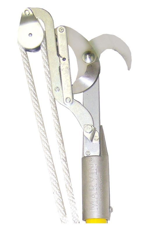MARVIN PRUNER HEAD, BULL