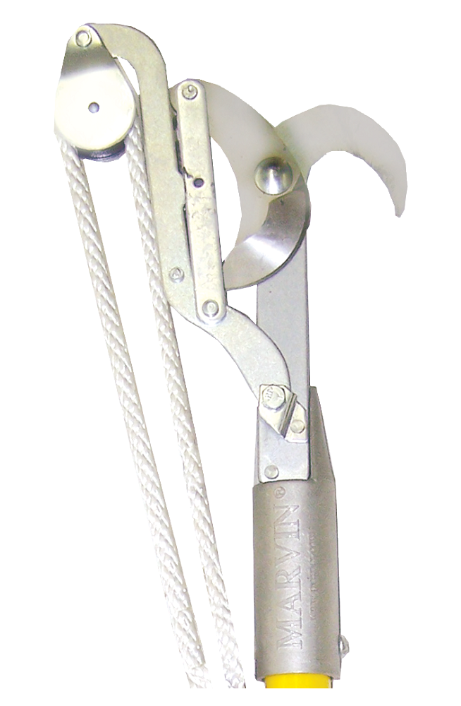 MARVIN PRUNER HEAD, BULL